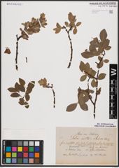 Salix aurita L. x Salix silesiaca Willd.